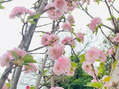 -观澜湖生态运动公社