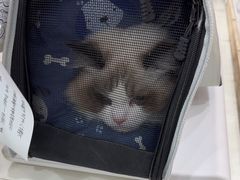 -四月宠物医院·猫专科·心脏专科·内科(转塘店)