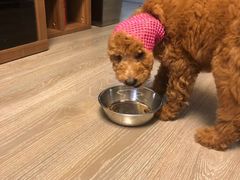 -翊宠yipet猫狗购宠庄园犬舍•猫舍