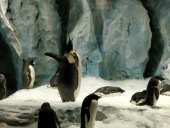 -帝企鹅自助餐厅•儿童岛•真企鹅(长隆企鹅酒店)