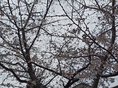 -巡塘古镇