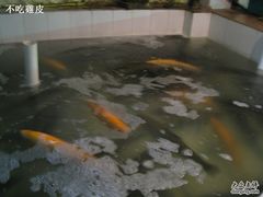 -三文彩虹鳟鱼庄