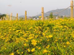 -光明小镇欢乐田园