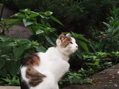 -西安大兴善寺