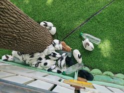 -萌宠亲子动物乐园(槐房万达店)