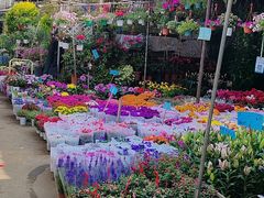 -桂林市花鸟市场