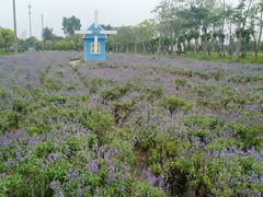 -广东花都香草世界旅游度假区