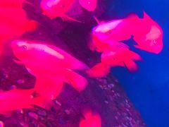 -泉州海丝野生动物世界