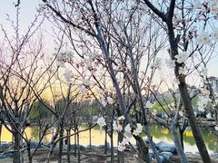 -马家湾湿地公园