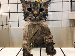 -熊小胖宠物生活馆(天华园店)