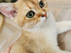 -酷豆宠物咖啡·宠物美食·撸猫馆