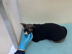 -爱妮康宠物医院·干细胞免疫细胞·肿瘤·心脏(张江店)