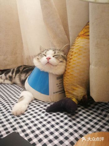 你可能需要的是给爱猫贴心的服务
