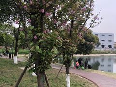 -升仙湖公园