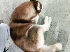-星多哈·狗咖·拼豆·咖啡