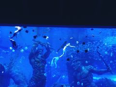-哈尔滨波塞冬海底世界