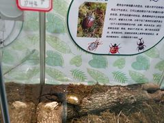-米果果小镇
