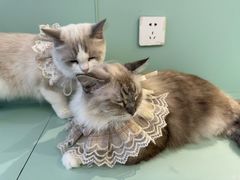 -怪兽屋·羊驼·猫咖·狗咖(俊华广场店)