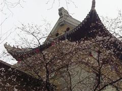 -武汉大学-樱园
