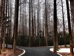 -东平国家森林公园