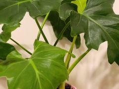 -鹿岛会员店 (龙湖三千集天街店)