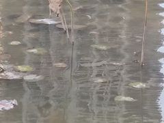 -映月湖公园