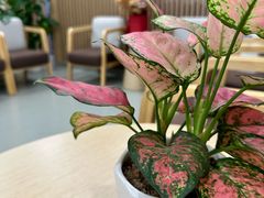 -广州中医药大学深圳医院(福田)