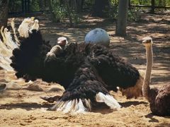 -大连森林动物园