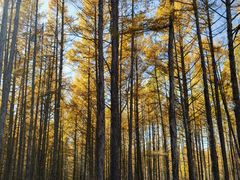 -莫尔道嘎国家森林公园