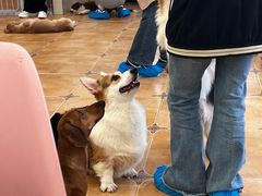 -Let's go狗咖·猫咖·奶狗·桌游(春熙路IFS店)