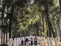 -合肥滨湖国家森林公园