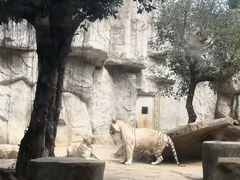 -灵玲国际马戏城