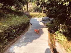 -大屏嶂森林公园