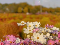 -花开海上生态园