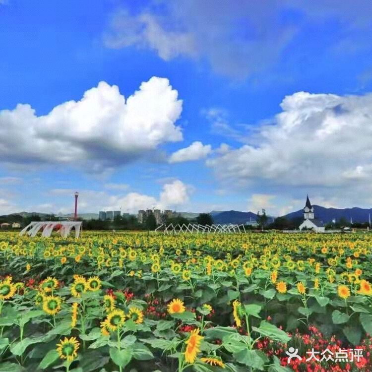 成都周边/花海里邂逅一场黄昏日落