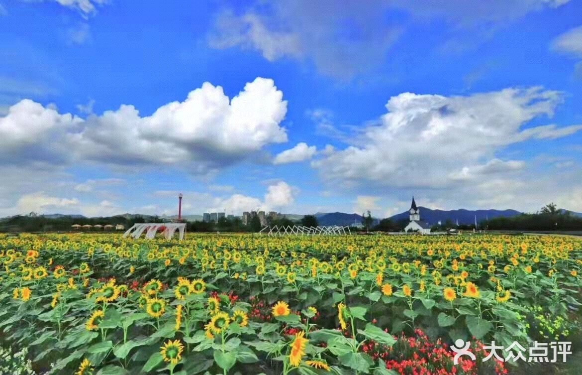 成都周边/花海里邂逅一场黄昏日落