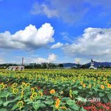 成都周边/花海里邂逅一场黄昏日落