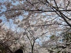 -武汉大学-樱园