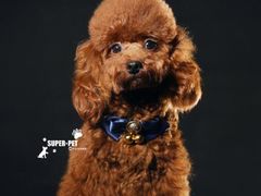 -超宠爱宠物摄影-Super pet