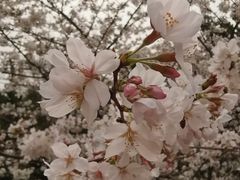 -武汉大学-樱园