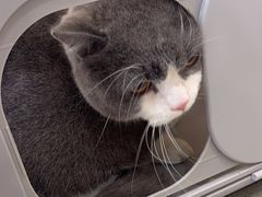 -宠颐生动物医院·猫科·心脏科(海口分院)