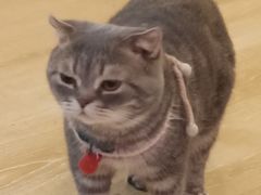 -猫咪派对(江南西店)