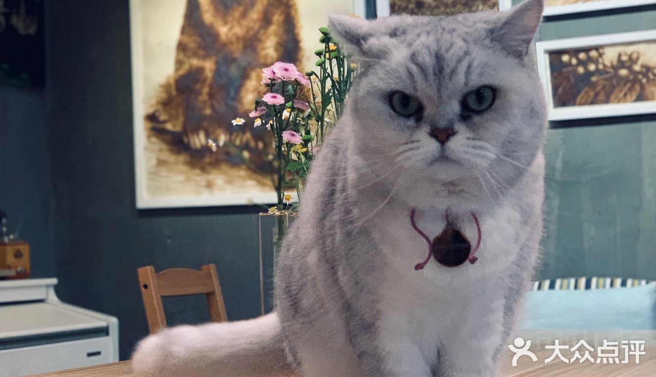 在这喝上一杯手冲，观察观察🐱们，午后时光舒服的紧[得意]