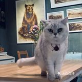 在这喝上一杯手冲，观察观察🐱们，午后时光舒服的紧[得意]