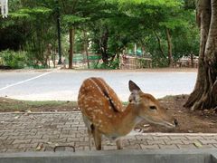 -清迈夜间动物园