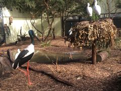 -费瑟代尔野生动物园