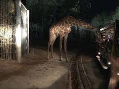 -清迈夜间动物园
