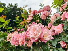 -人民公园(罗湖区)