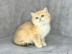 -小猫来了·猫舍(红山六九七九店)