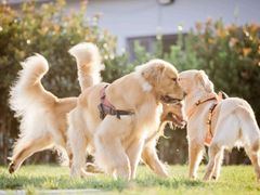 -趣玩宠物乐园寄养训犬训狗游泳池